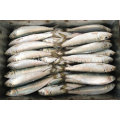 Fresh Sardinella Lemuru Fish